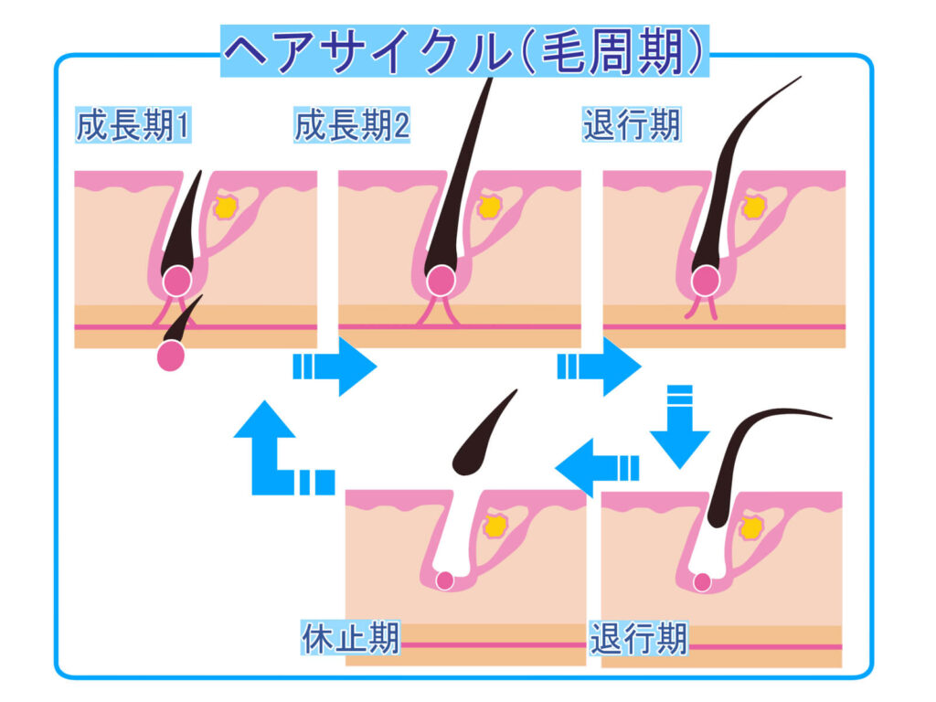 毛周期の図